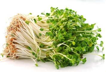 How to Make Bean Sprouts