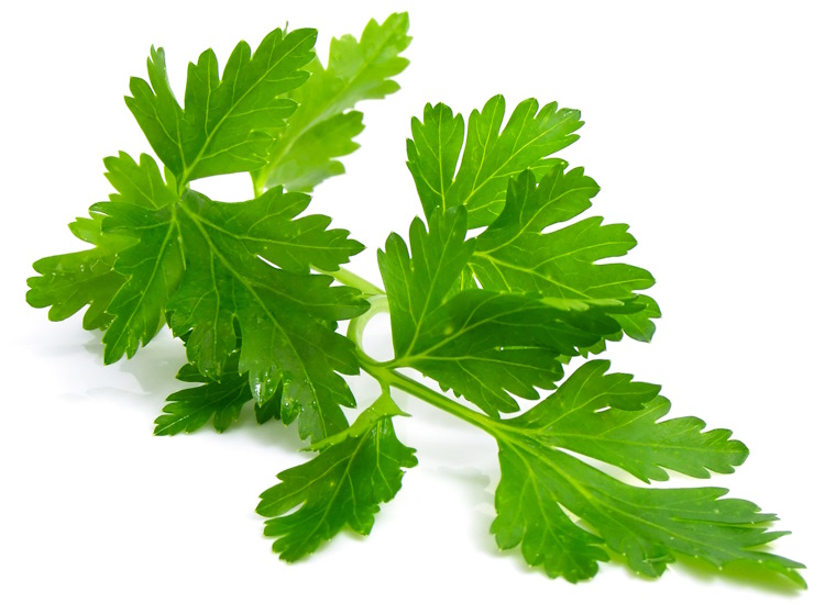 flat leaf parsley